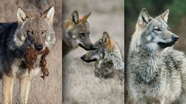 Groeiende Duitse wolvenpopulatie en aanvallen op vee: 'Tijd voor wolvenbeheer'