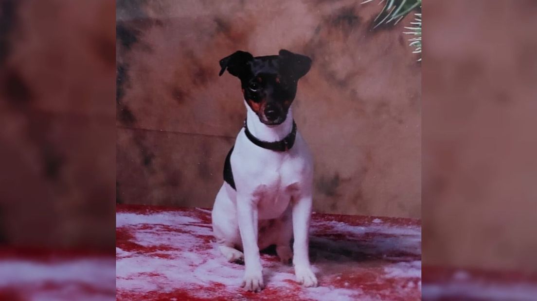Het hondje Dolly is al drie dagen zoek