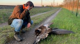 Megaroofvogel doodgereden door trein