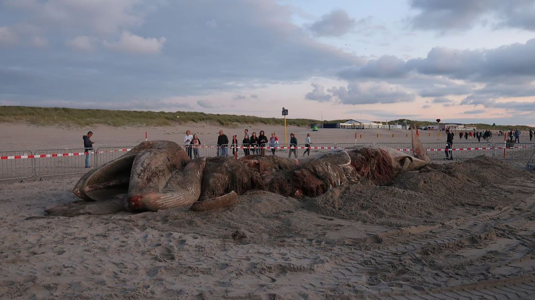 Restanten van de walvis op het strand