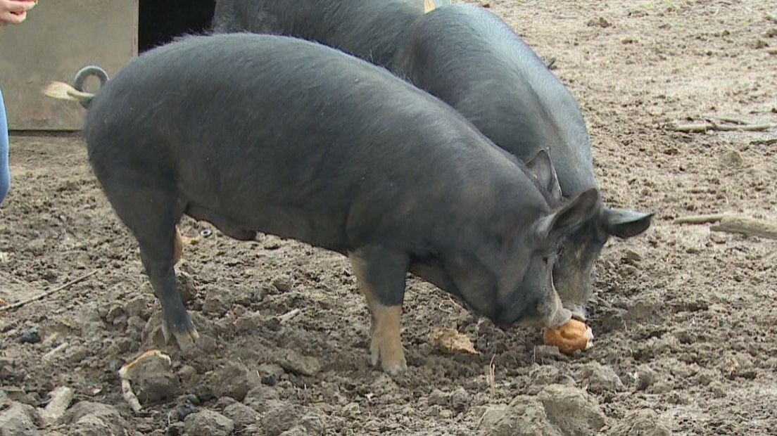 De varkensboeren moeten aan verschillende eisen voldoen als ze vijf sterren willen krijgen.