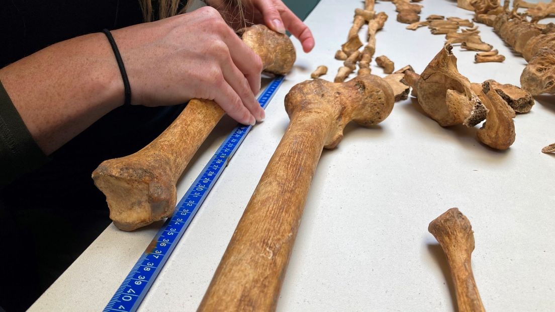 April aan het werk: dag in dag uit is ze bezig de skeletten te analyseren.