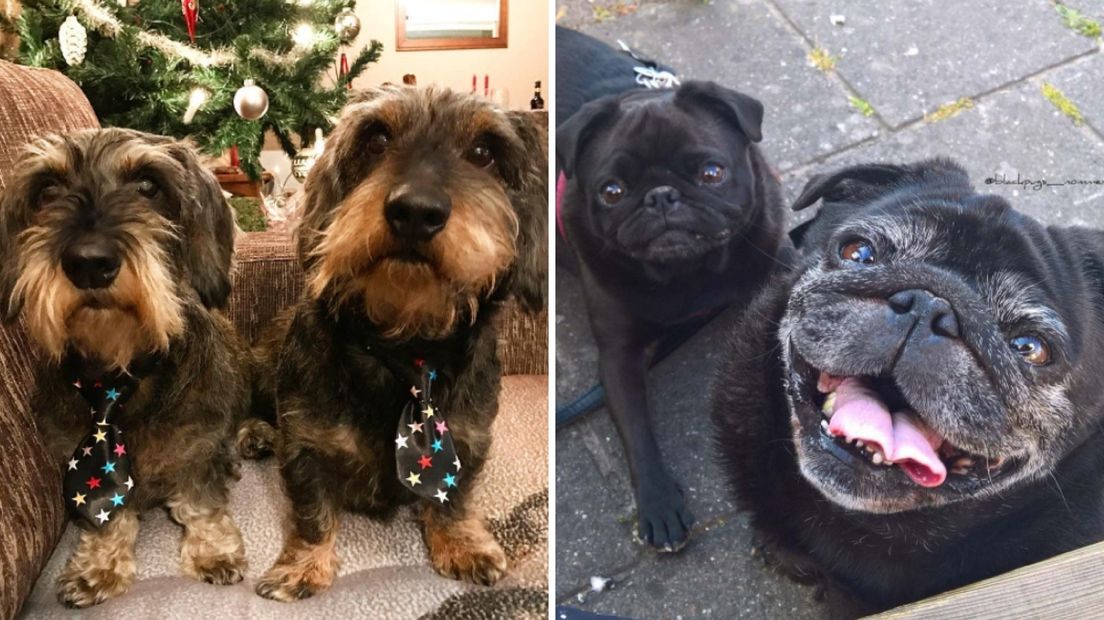 Deze Zeeuwse honden hebben fans over de hele wereld