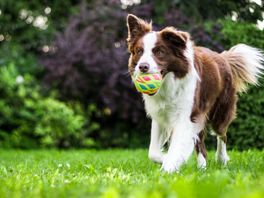 'Laat Koeweide op Landgoed Ockenburgh hele jaar beschikbaar zijn voor honden'