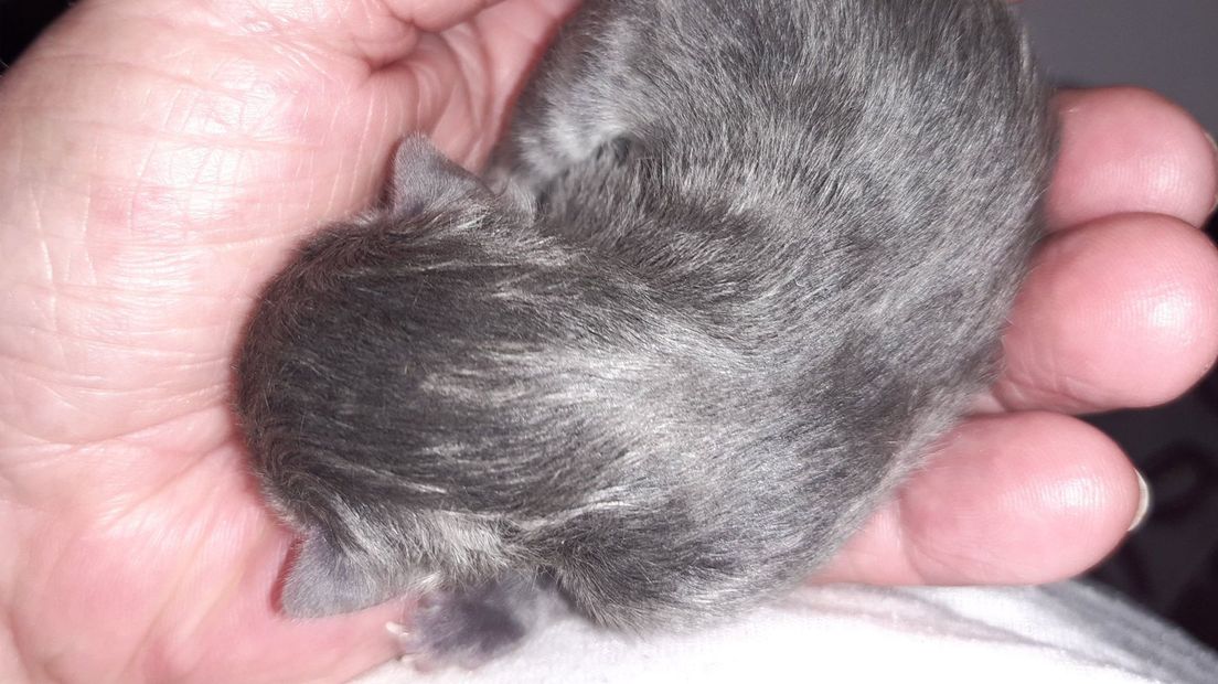 De kittens zijn waarschijnlijk een week te vroeg geboren