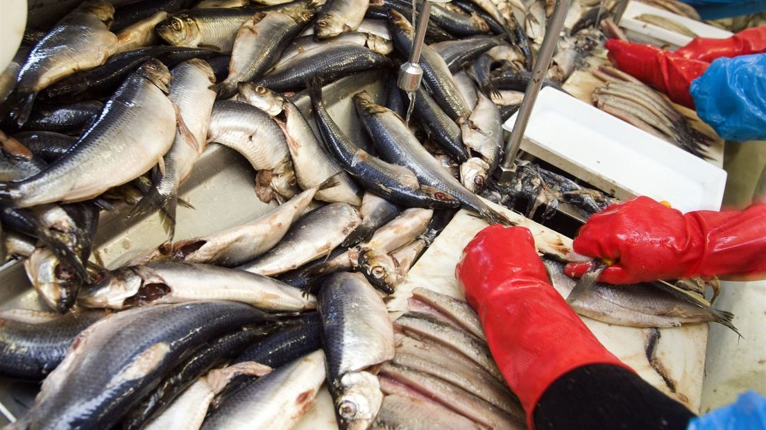 Onderzoeker pulsvisserij teleurgesteld: 'Ze hebben valse informatie verspreid'