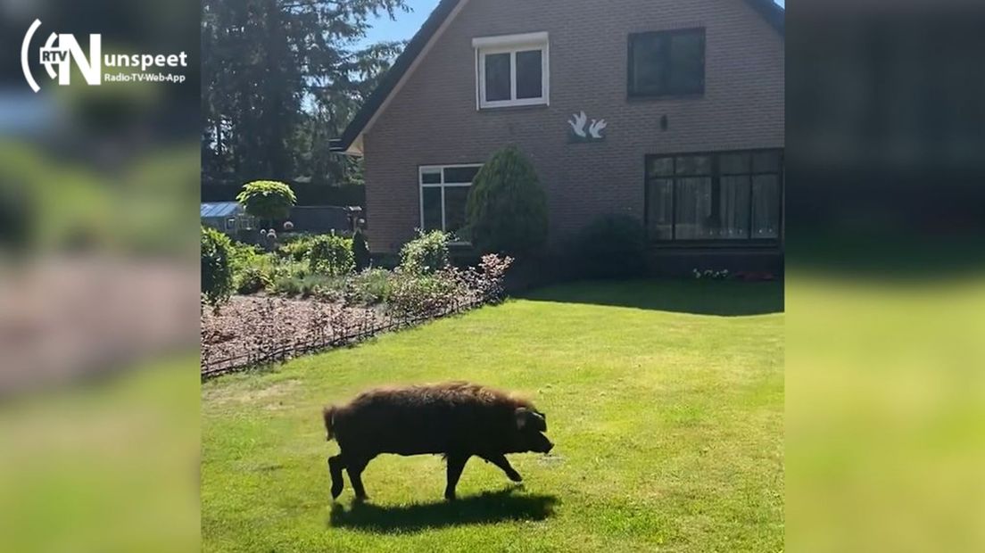 Het varken liep ineens in de tuin.
