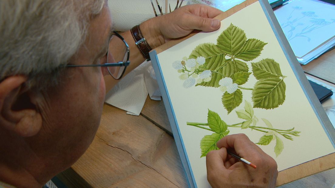 Deze Middelburger zit niet achter de geraniums, hij tekent ze tot in de kleinste details na