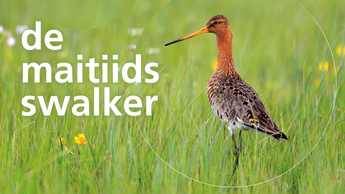 De maitiidsswalker