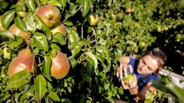 Kleine tuin? Ook daar kan prima een fruitboom in, zegt tuinman Romke