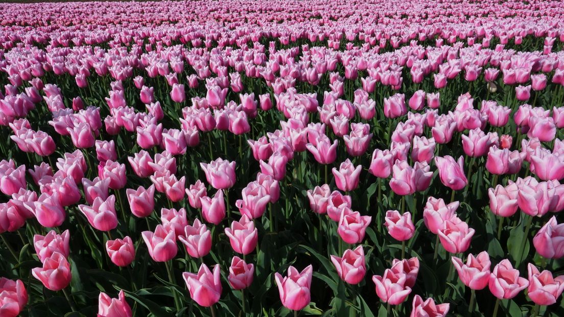 Tulpenveld in Graauw