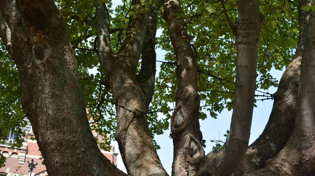 Staalkabels in boom Prinsevinkenpark
