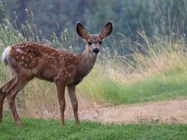 Oproep om de kraamkamer van de natuur rustig te betreden