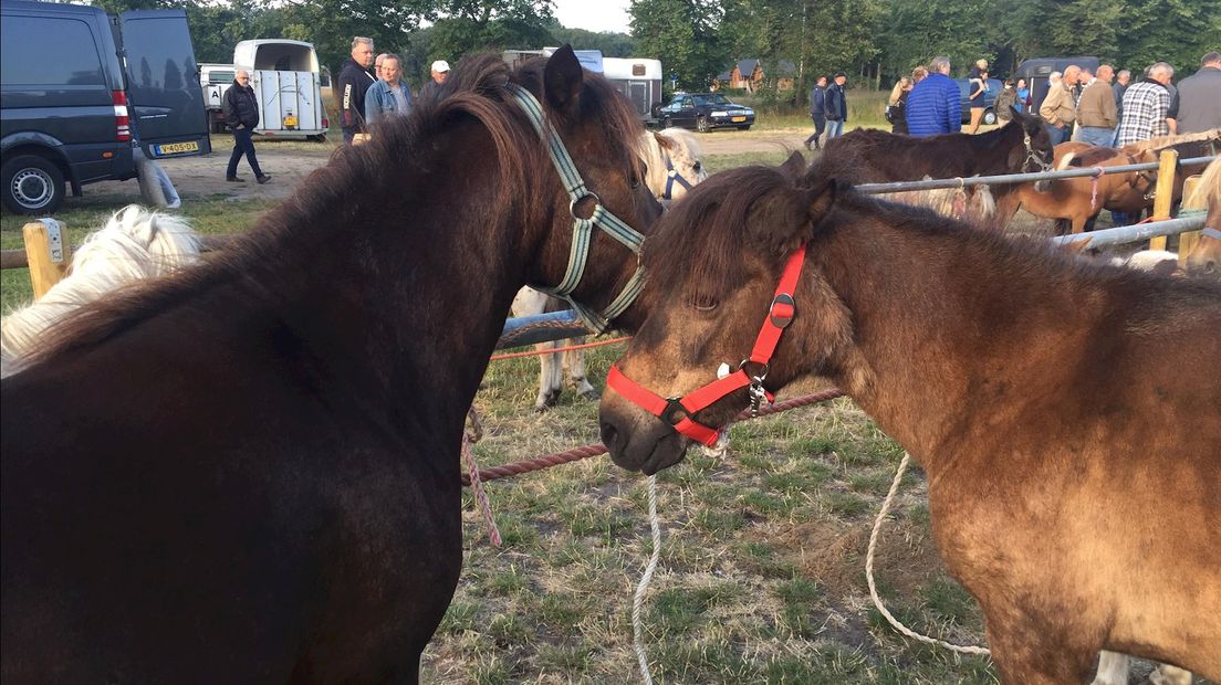 Paardenmarkt Goor maakt plaats voor meerdaags evenement