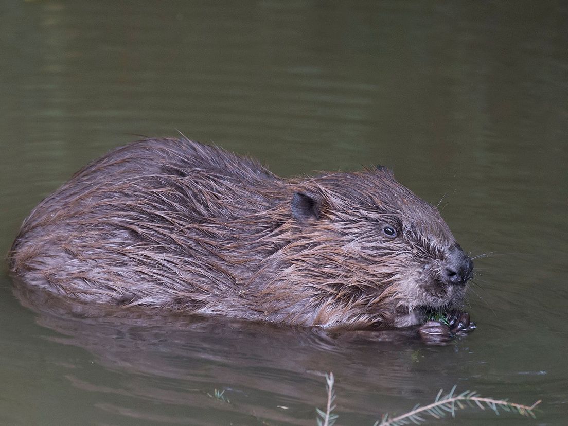 Bever