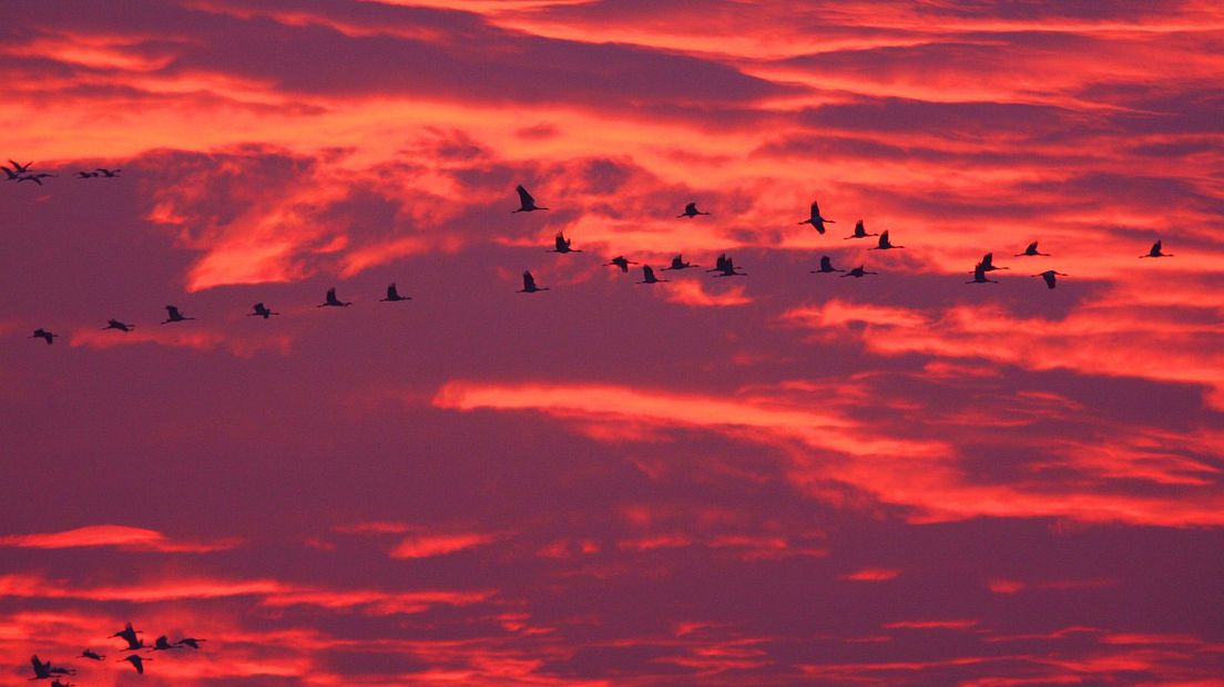 Kraanvogels trekken nu richting het zuiden (Rechten: Free Nature Images/Bart Vastenhouw)
