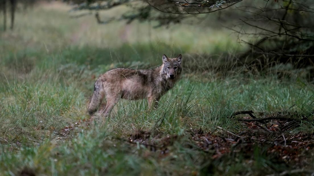 wolf veluwe