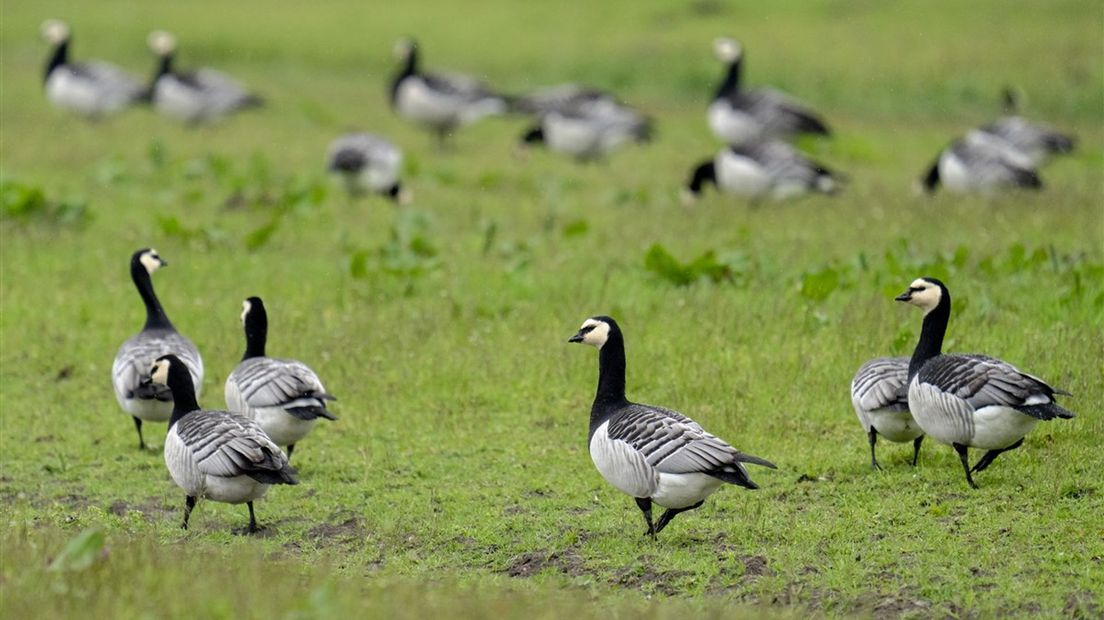 Brandganzen, die net als kolganzen en grauwe ganzen niet mogen worden afgeschoten rond bepaalde natuurgebieden in Overijssel