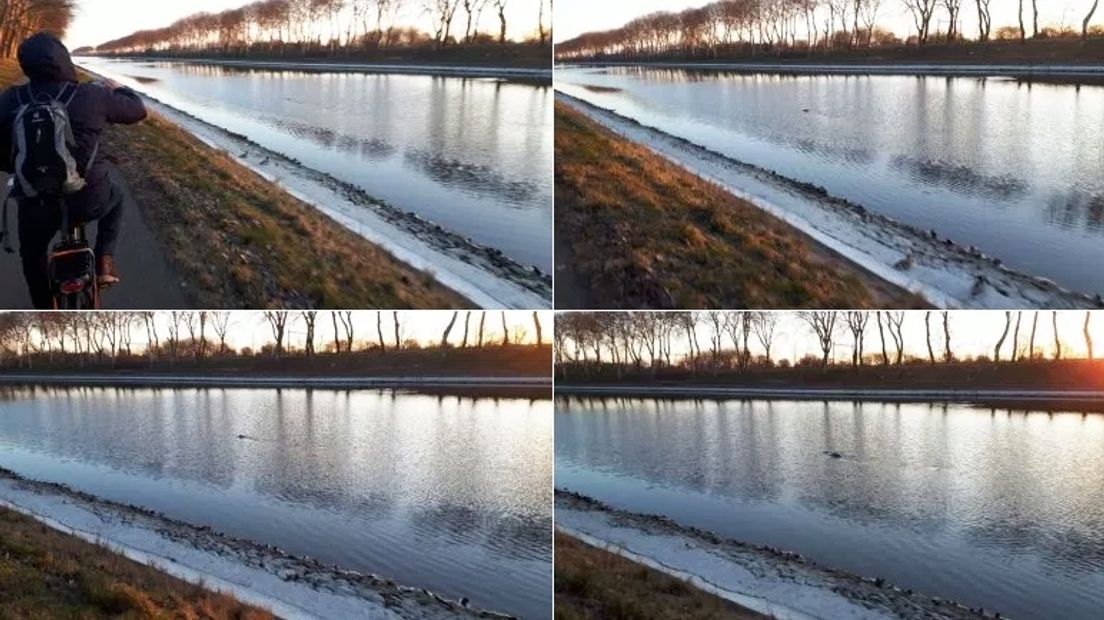 Foto's van de zeehond in het Kanaal door Walcheren