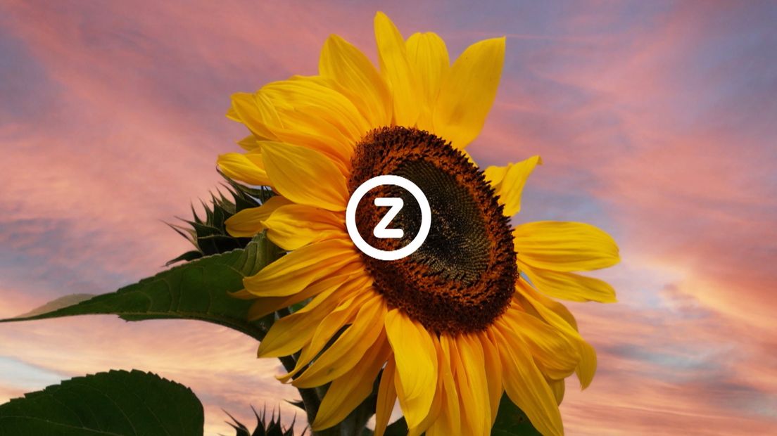 Verzeeuwigd
