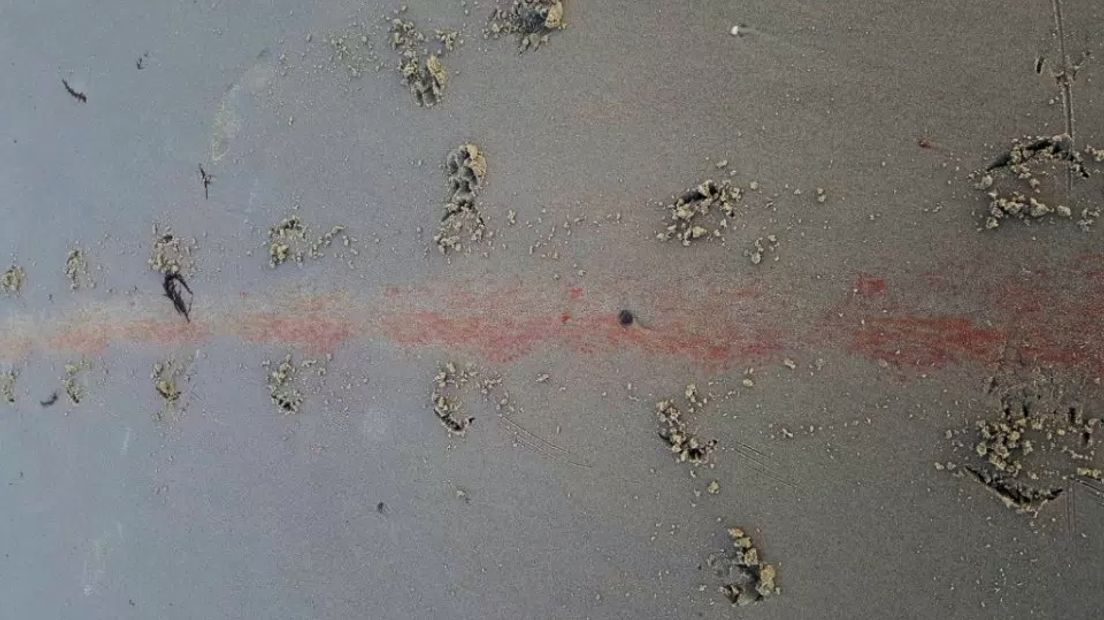 Bloedspoor leidt naar zieke zeehond op strand Neeltje Jans
