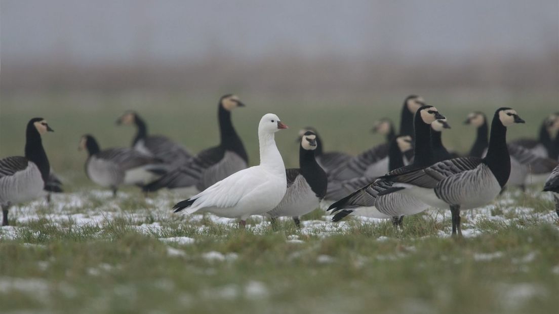 Een Ross' Gans