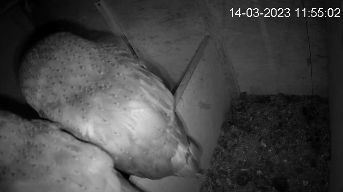 Het uilenpaar dat via een livestream van de Vogelwerkgroep Geesteren te volgen is.