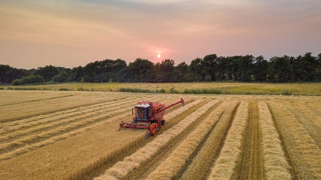 Door de droogte was de opbrengst van het graan dit jaar veel hoger (Rechten: Fred van Os / RTV Drenthe)