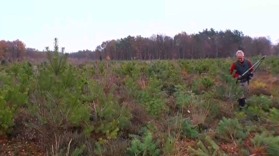 In de bossen bij Zuidwolde werken vrijwilligers aan de heide (Rechten: RTV Drenthe)