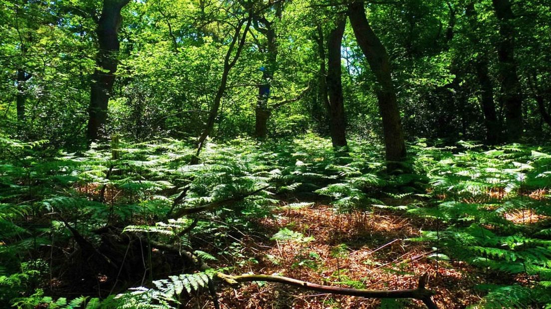Natura 2000-gebied Lieftinghsbroek in Westerwolde, een van de oudste oerbossen in Nederland