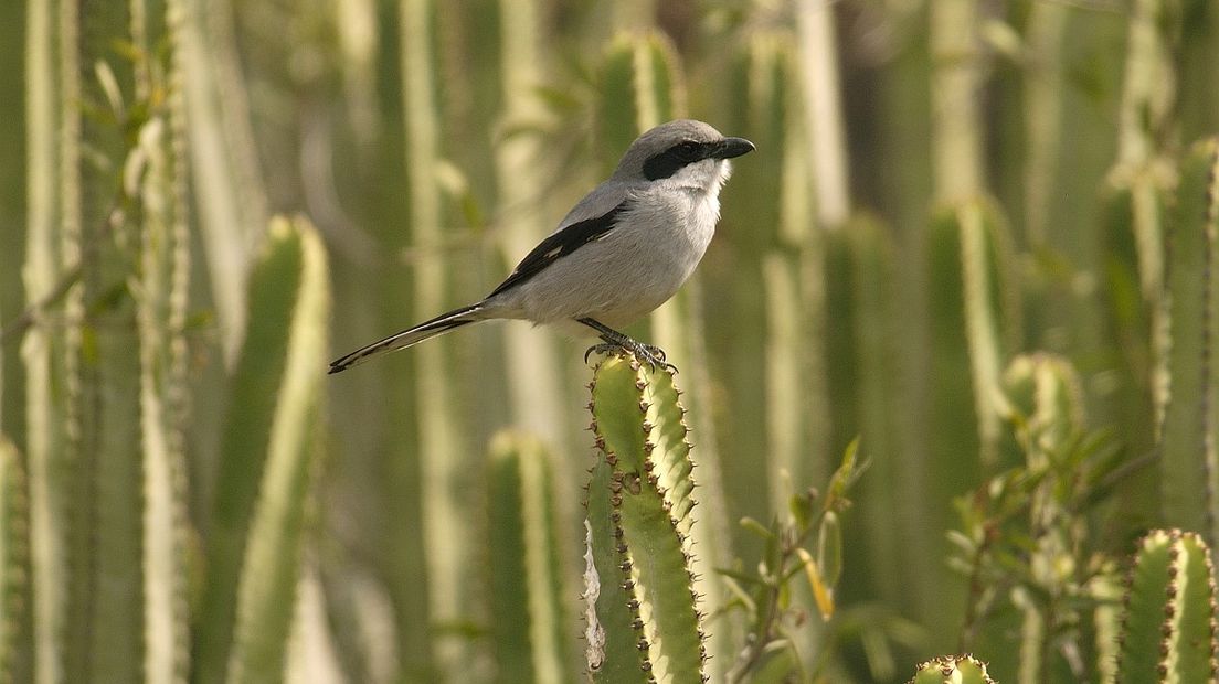 De klapekster is een zangvogel (Rechten: Free Nature Images/Piet Munsterman)