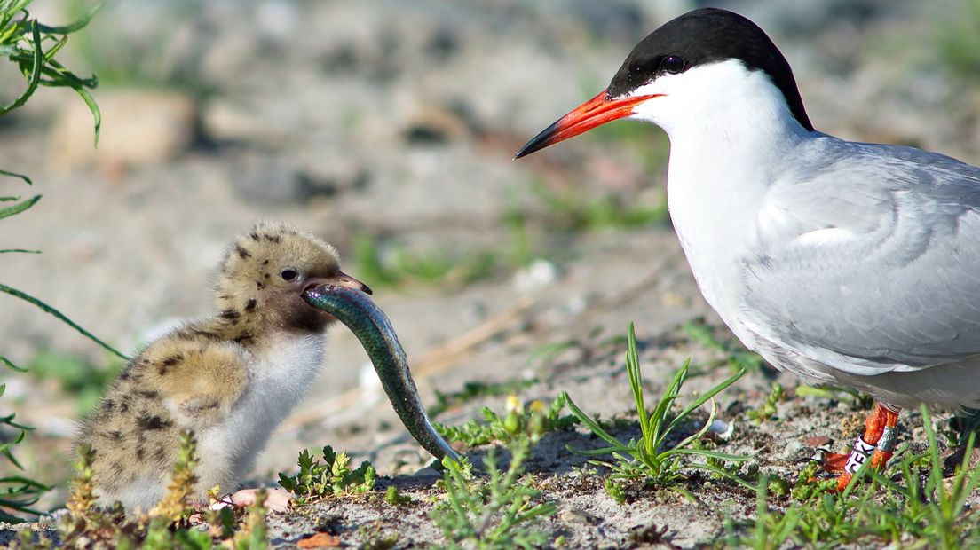 Visdiefje gedijt goed in natuurgebieden bij de Oosterschelde