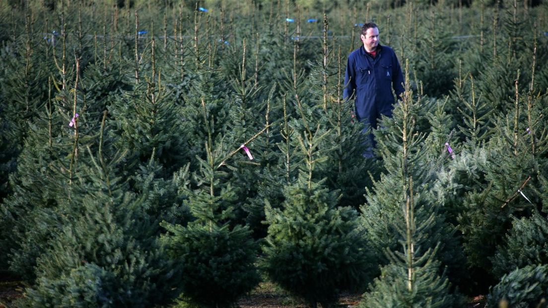 Servische sparren; de lievelingsbomen van Korbee