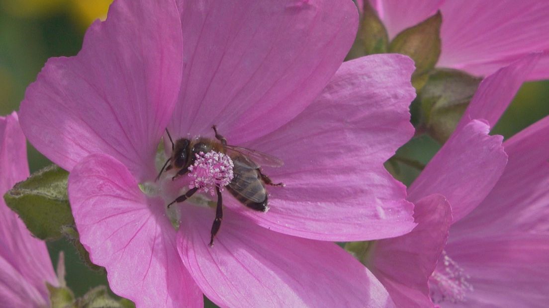 Bijen en insecten hebben juiste planten nodig om te overleven