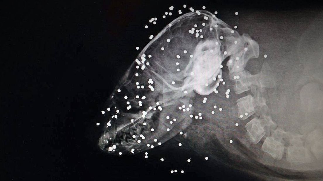 Röntgenfoto toont de honderden hagelkogeltjes waarmee zeehond Dax werd doodgeschoten