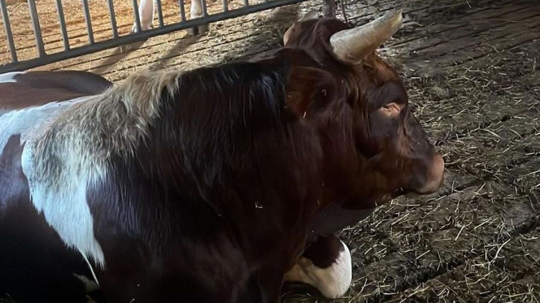 De stier ligt weer in zijn stal.