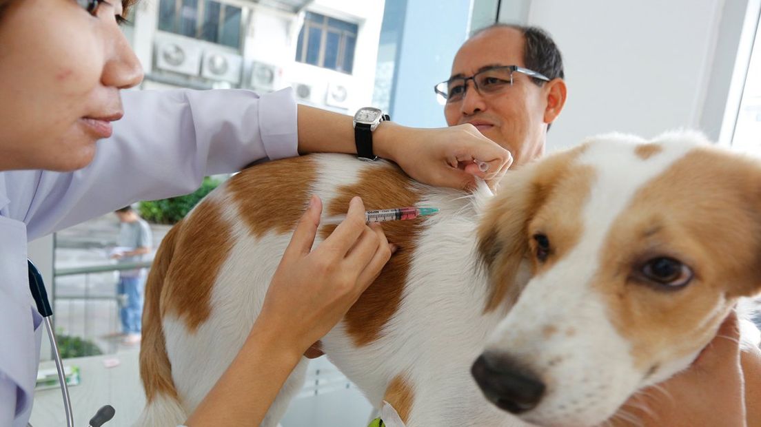 Hond wordt ingeënt tegen rabiës