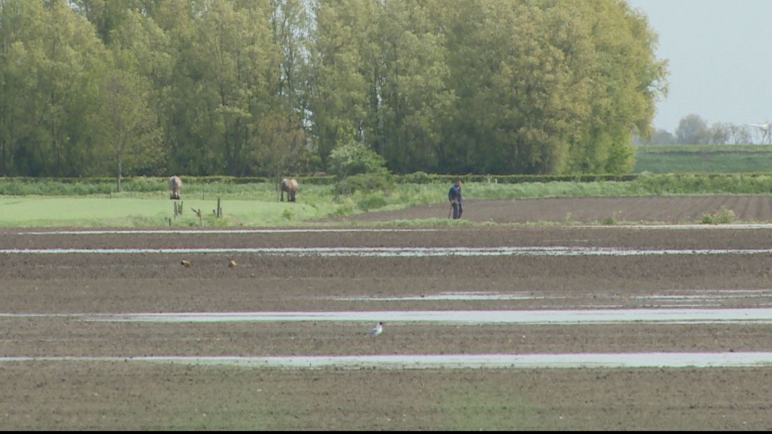 Veel akkers op Schouwen-Duiveland zijn ondergelopen