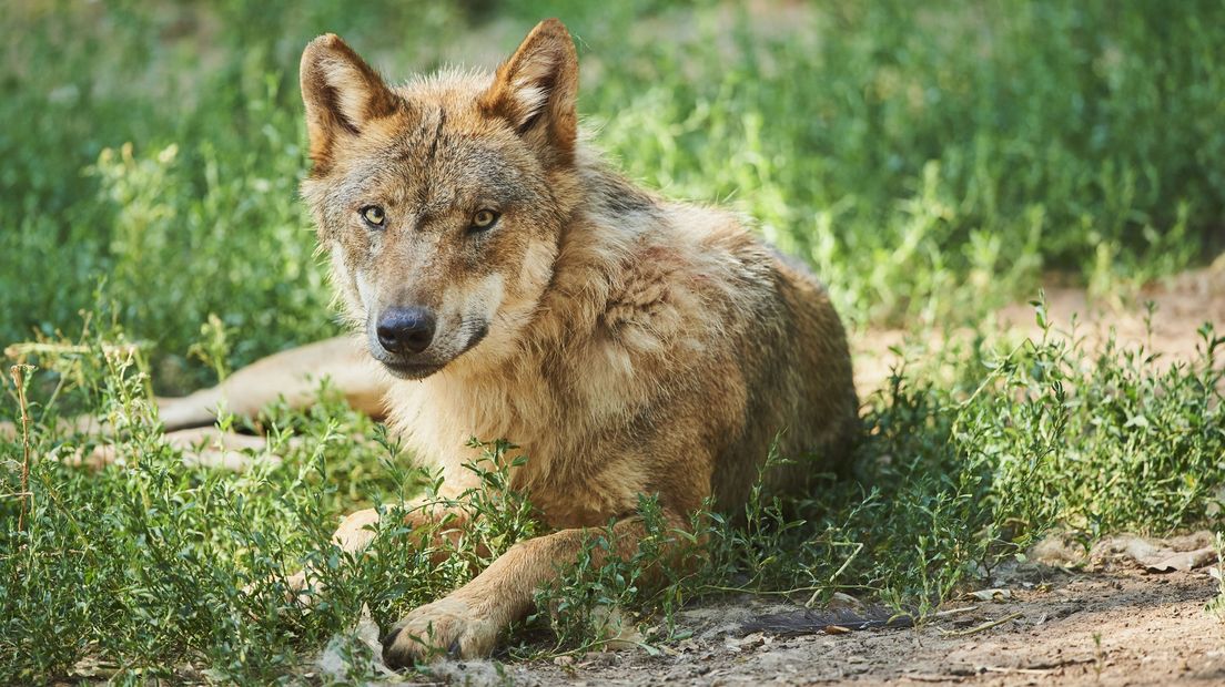 De Europese wolf