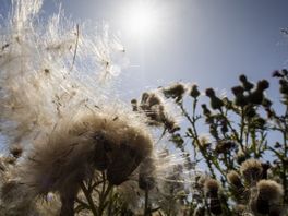 Prachtig lenteweer ramp voor hooikoortspatiënt: veel eerder pollen in de lucht