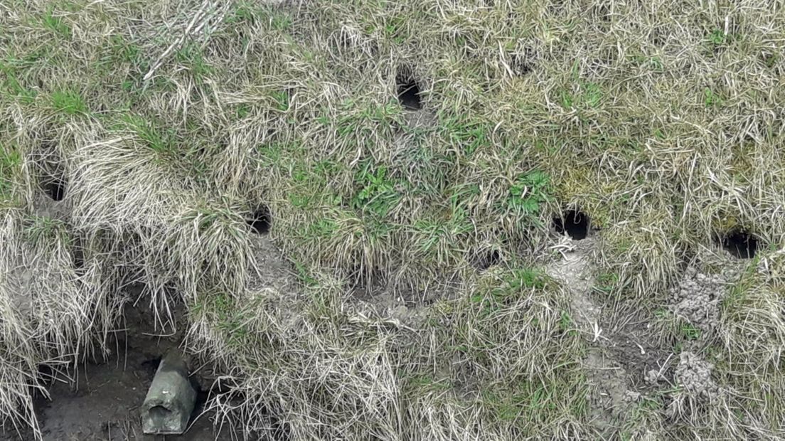 De bruine rat graaft graag holletjes