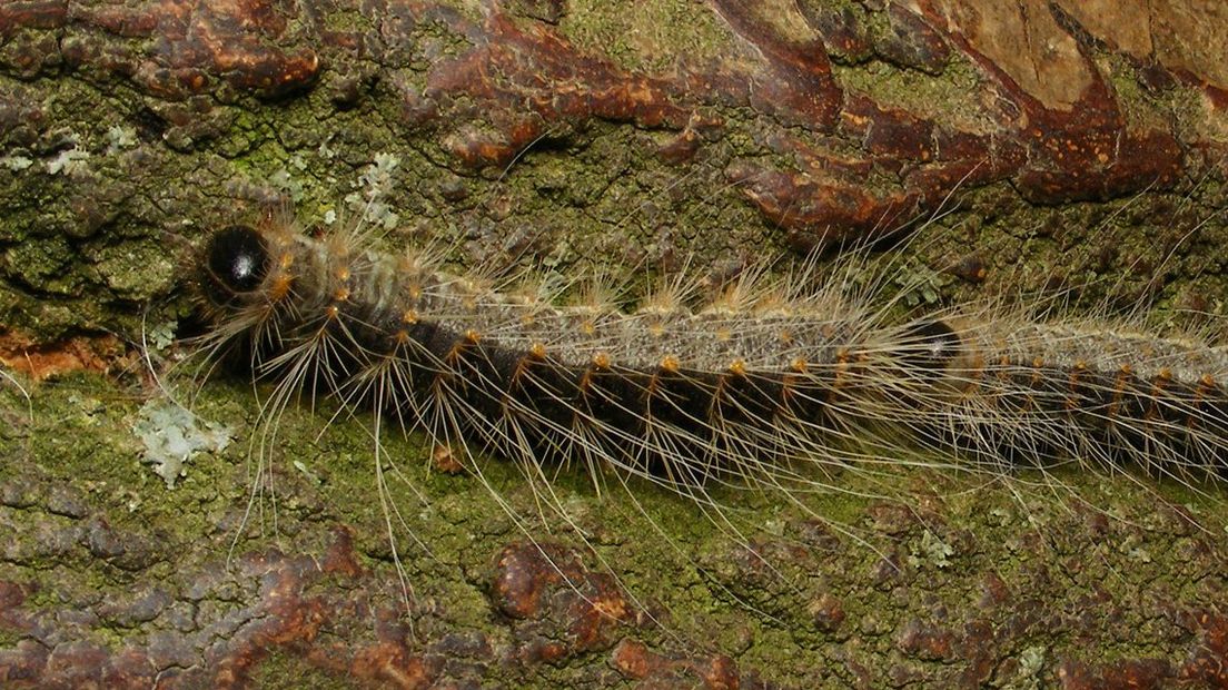 Eikenprocessierups I