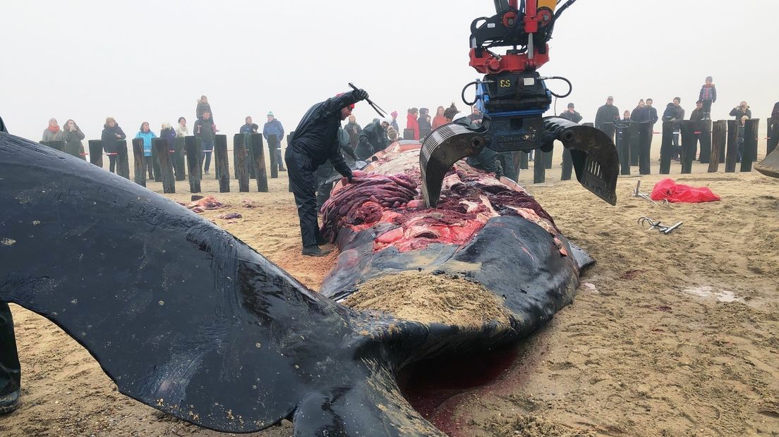 De dode potvis Pieter wordt ontleed op het strand bij Domburg