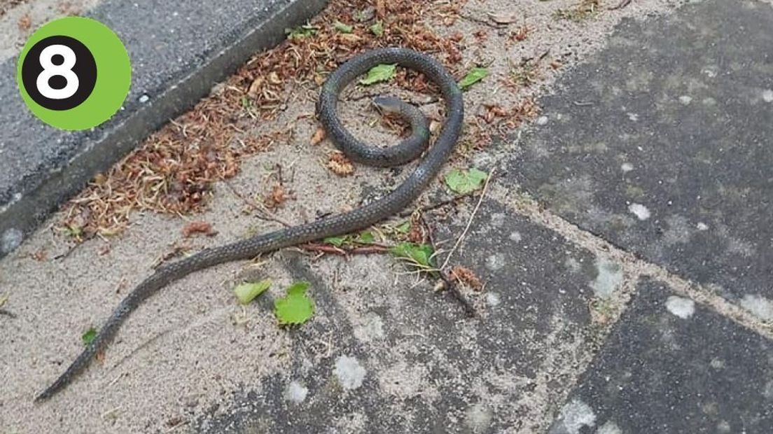 In Didam zorgde een nep slang in 2017 voor opschudding.
