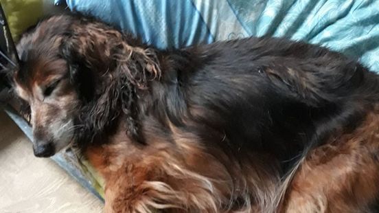 'Lief en ondeugend' hondje Tibo (17) dood in sloot, baasje ontroostbaar