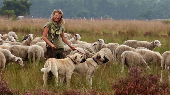 Schaapherder Daphne durft na aanval wolven weer de hei op