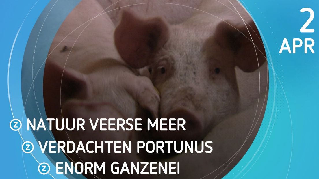 Zeeland Nu
