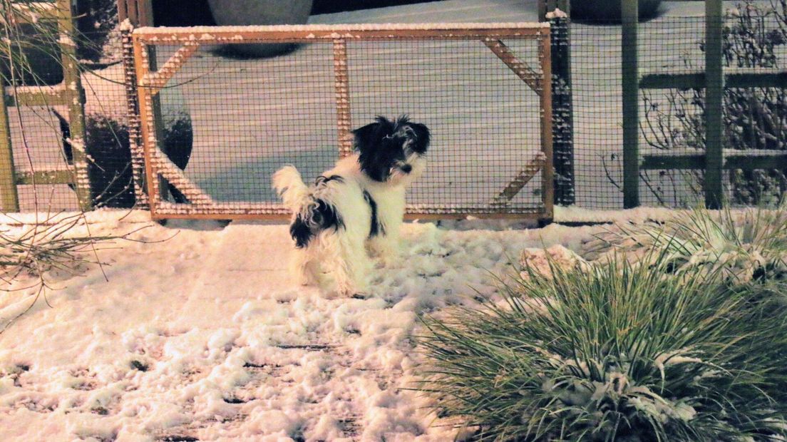 Voor hondje Rocky was het de eerste keer in de sneeuw
