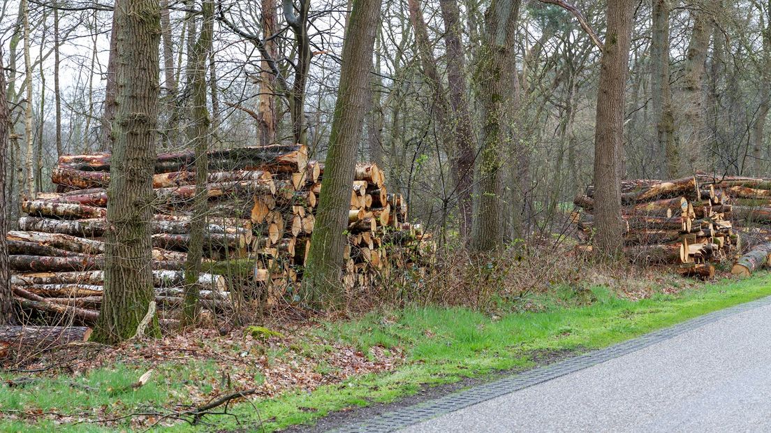 De houtopslag na de bomenkap in het Springendal in april dit jaar