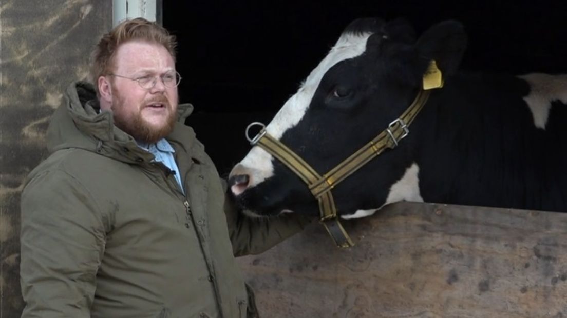 Koe Martje 160 speelt samen met Fabian Jansen de hoofdrol in een nieuwe speelfilm (Rechten: RTV Drenthe)